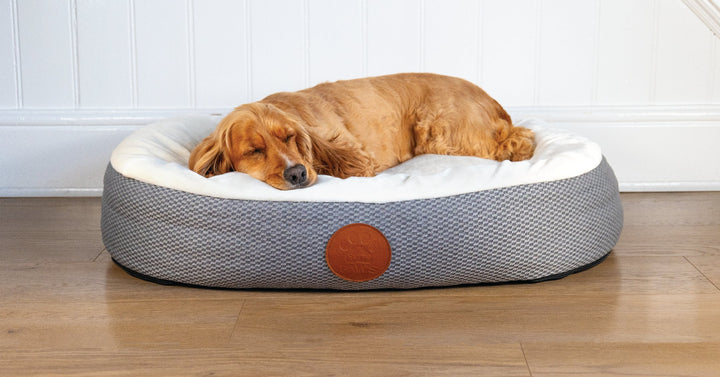 Should a Dog Bed Be Bigger Than the Dog?