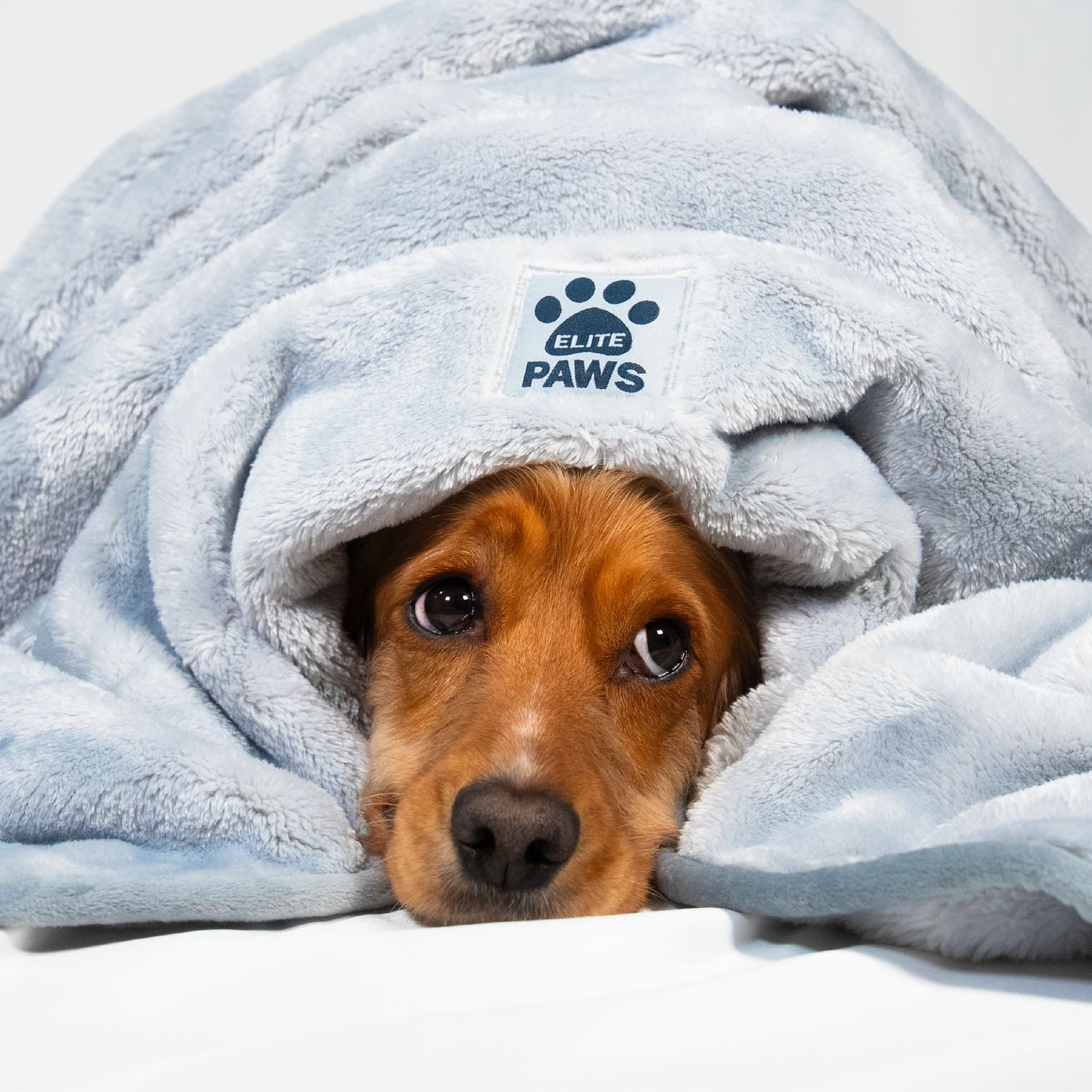 Dog Blanket