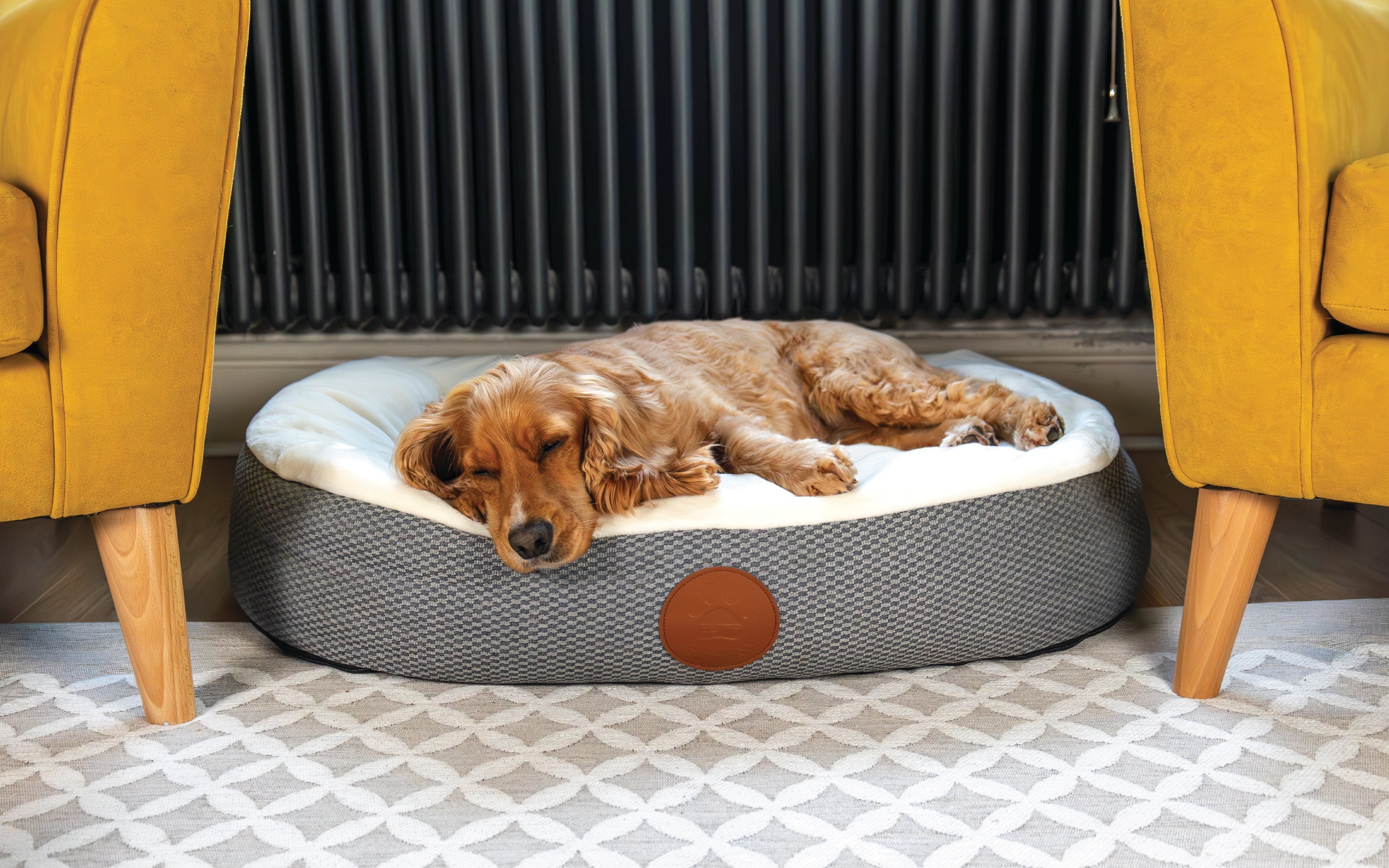 A cocker spaniel asleep on an Elite Paws Dog Bed from the At Home collection