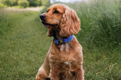  Elite Paws Dog Collar being worn by a cocker spaniel in a field