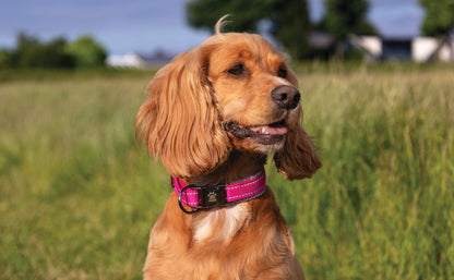  Elite Paws Dog Collar being worn by a cocker spaniel in a field