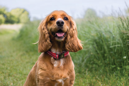  Elite Paws Dog Collar being worn by a cocker spaniel in a field