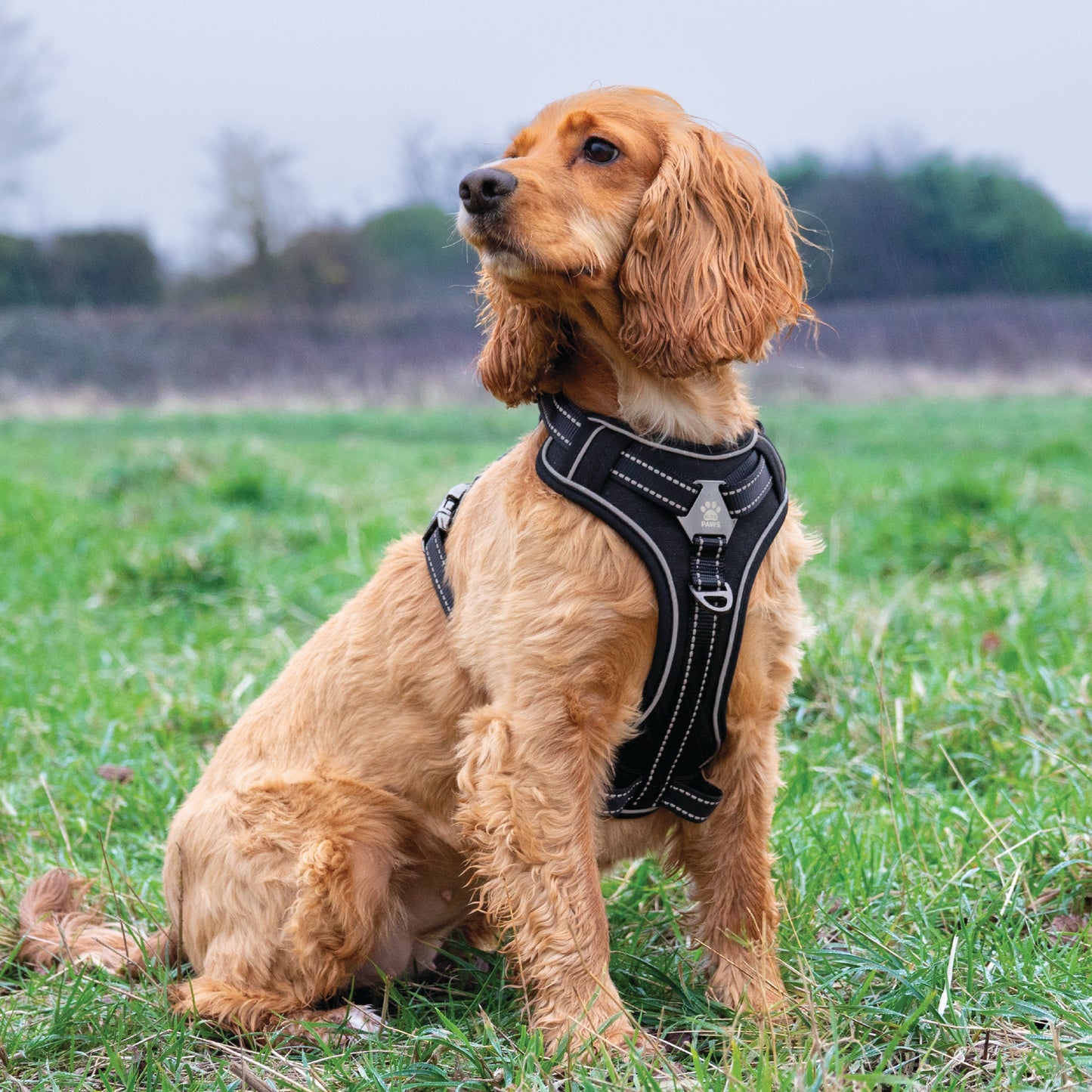 Dog Harness