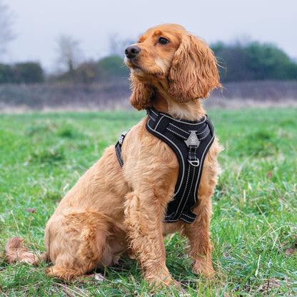 Elite Paws Dog Harness on a golden dog during a walk