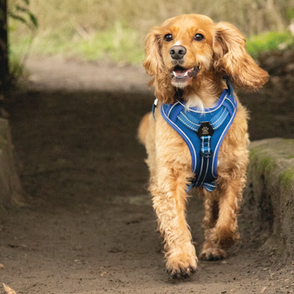 Elite Paws Dog Harness on a golden dog during a walk