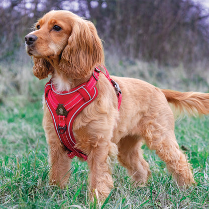 Elite Paws Dog Harness on a golden dog during a walk
