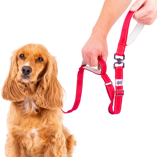 Dual Handle Dog Lead