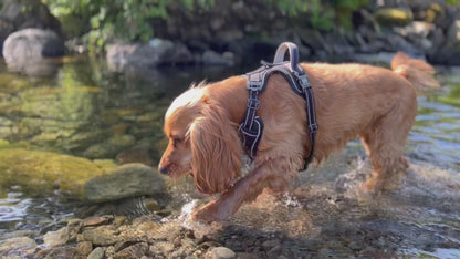 Elite Paws Dog Harness - Exceptional Durability