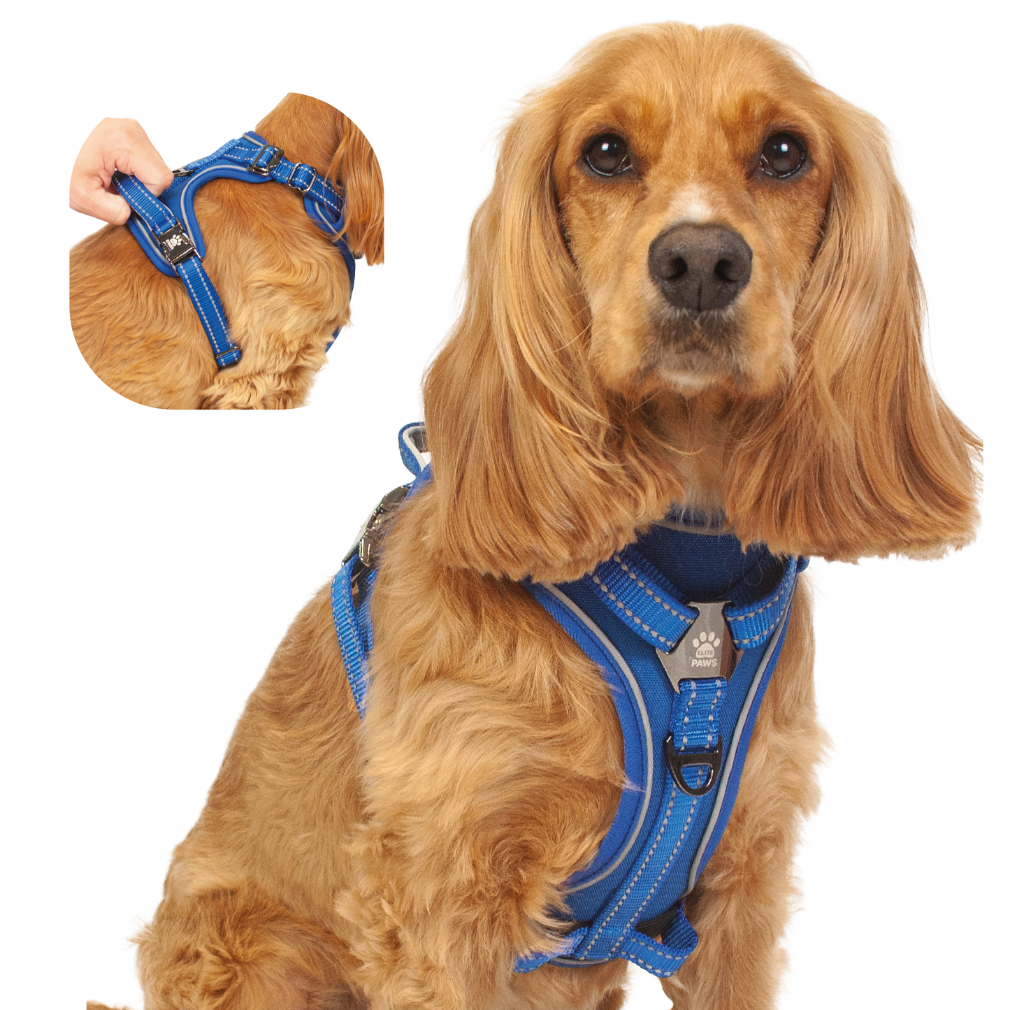 Dog Harness