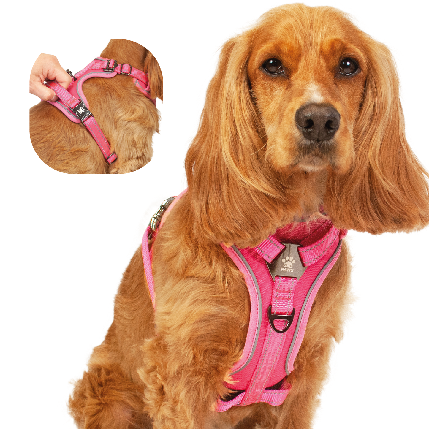 Dog harness sales near me