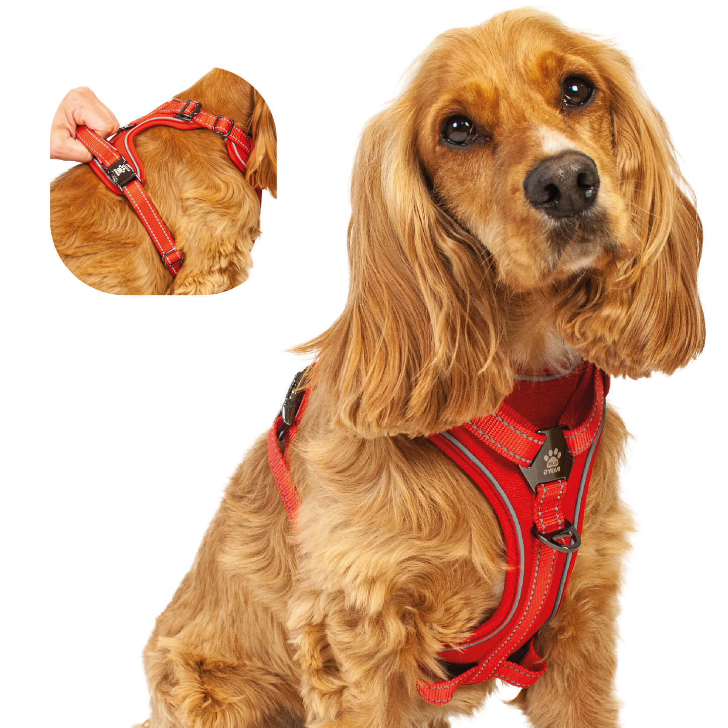 Dog Harness